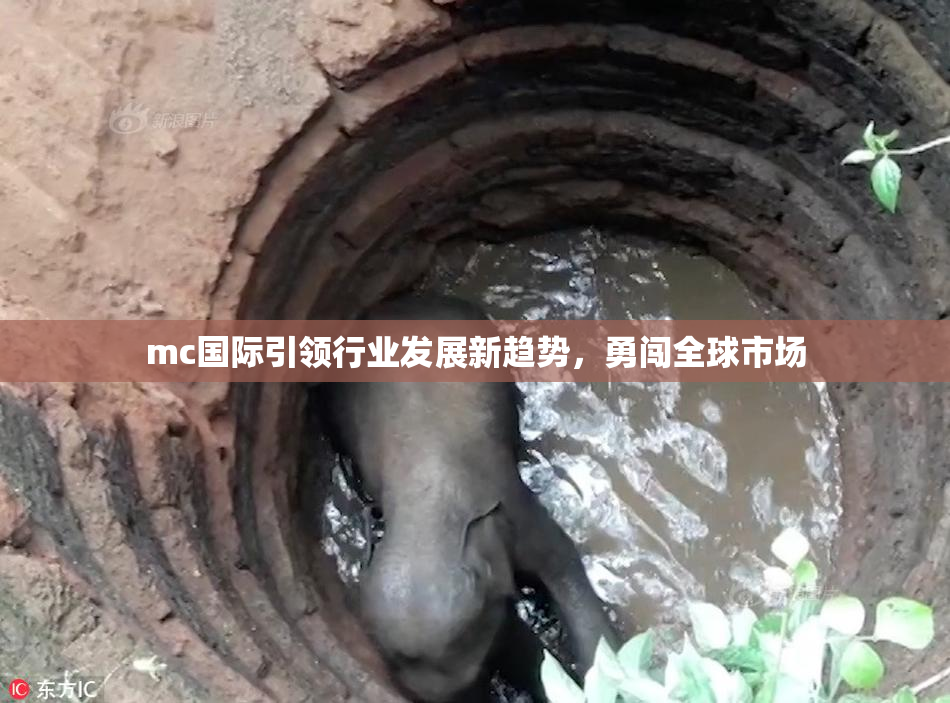 mc国际引领行业发展新趋势，勇闯全球市场
