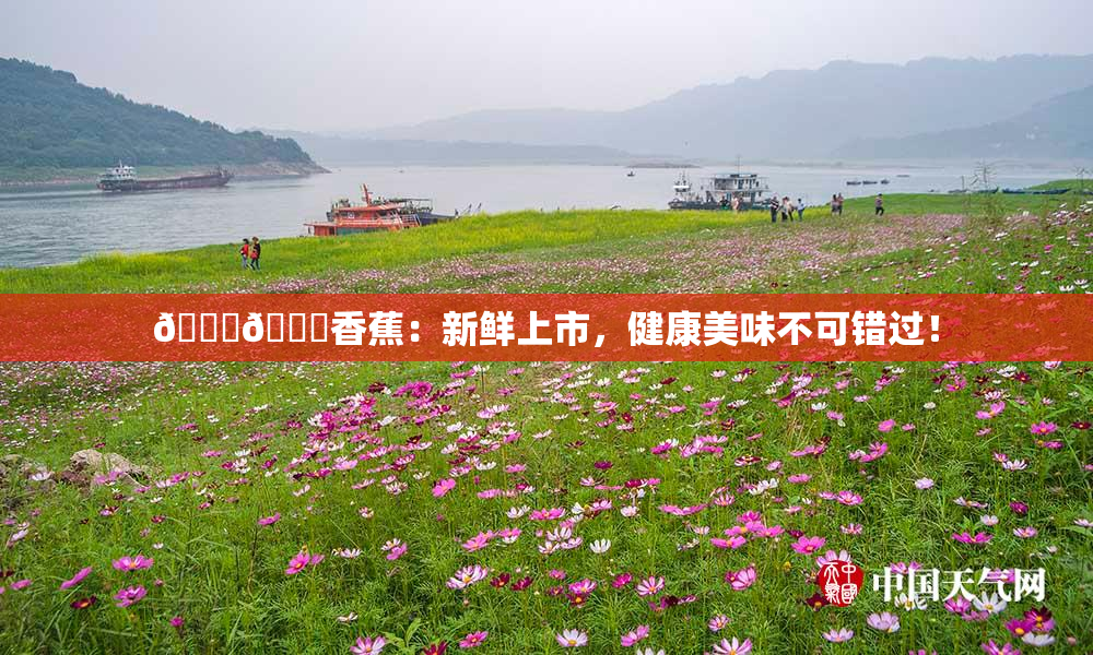 🔞🔞香蕉：新鲜上市，健康美味不可错过！