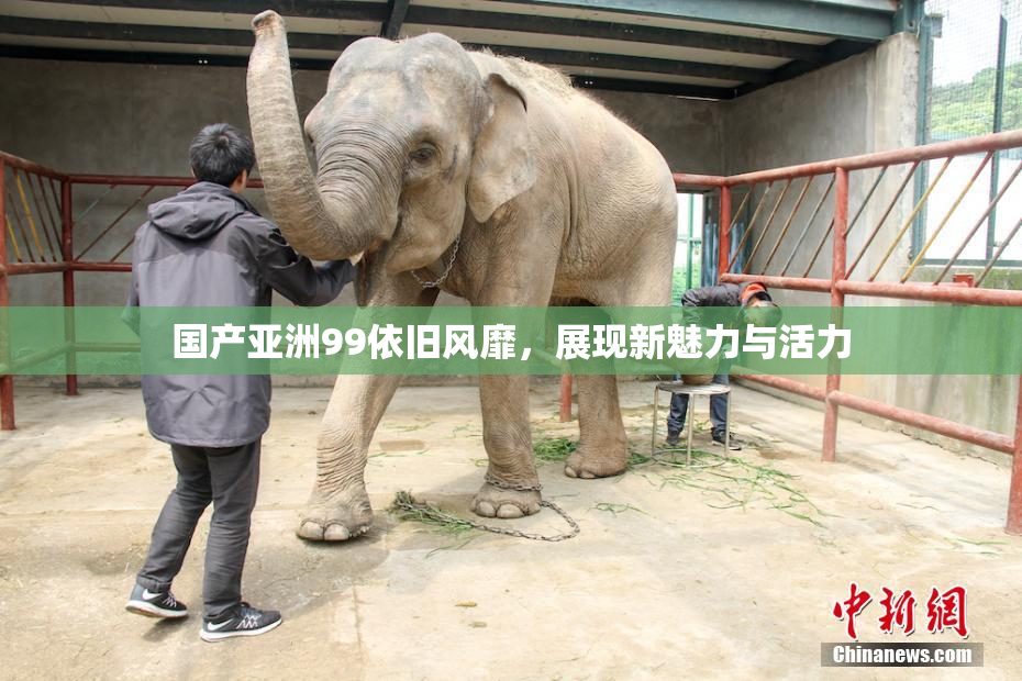 国产亚洲99依旧风靡，展现新魅力与活力