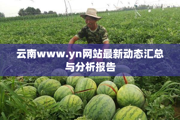 云南www.yn网站最新动态汇总与分析报告