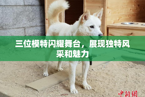 三位模特闪耀舞台，展现独特风采和魅力