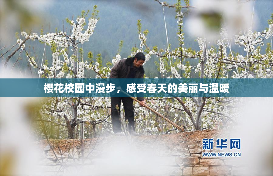 樱花校园中漫步，感受春天的美丽与温暖