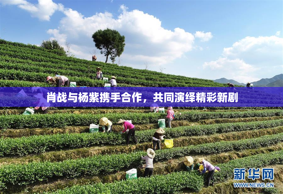 肖战与杨紫携手合作，共同演绎精彩新剧