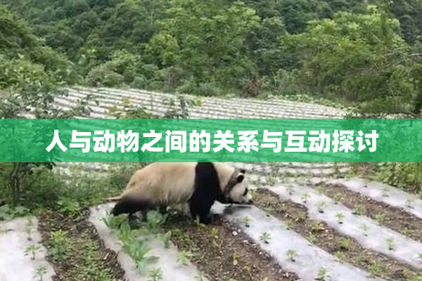 人与动物之间的关系与互动探讨