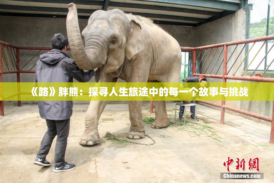 《路》胖熊：探寻人生旅途中的每一个故事与挑战