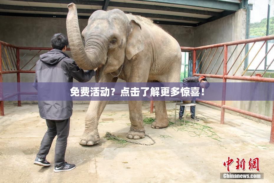 免费活动？点击了解更多惊喜！