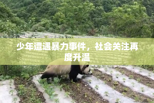 少年遭遇暴力事件，社会关注再度升温
