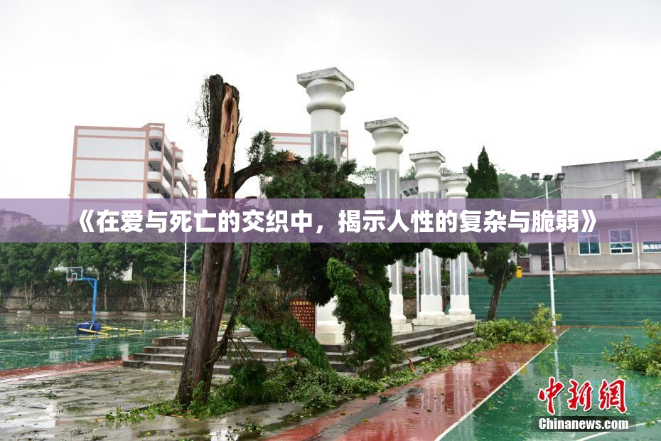 《在爱与死亡的交织中，揭示人性的复杂与脆弱》