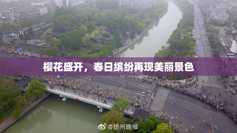 樱花盛开，春日缤纷再现美丽景色