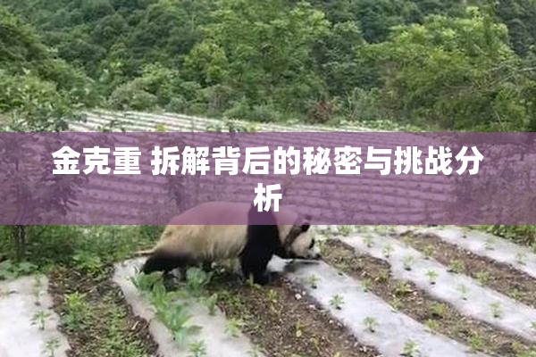 金克重 拆解背后的秘密与挑战分析