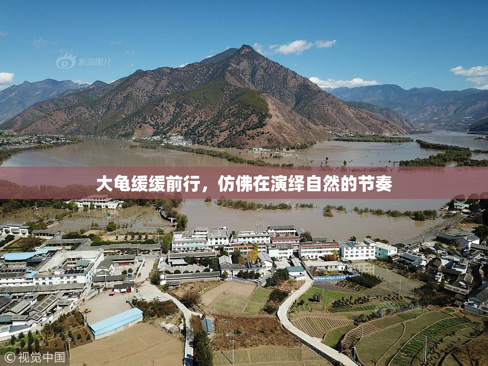 大龟缓缓前行，仿佛在演绎自然的节奏