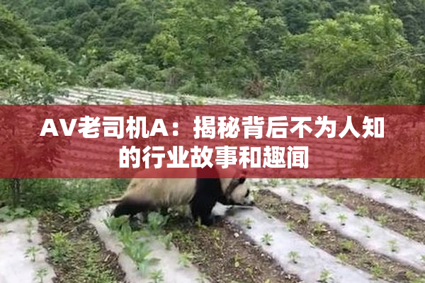 AV老司机A：揭秘背后不为人知的行业故事和趣闻