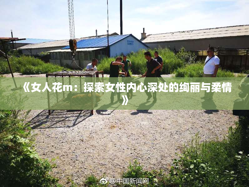 《女人花m：探索女性内心深处的绚丽与柔情》