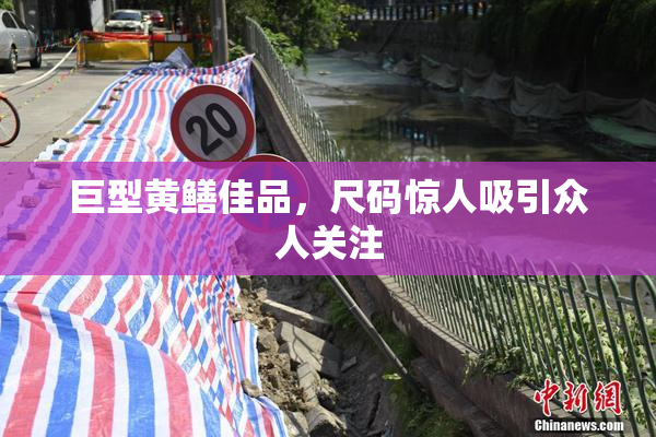 巨型黄鳝佳品，尺码惊人吸引众人关注