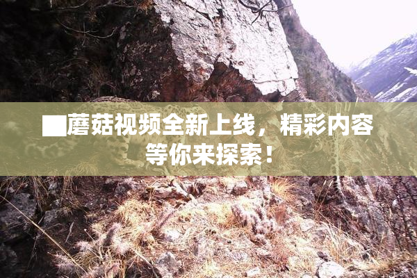 ▇蘑菇视频全新上线，精彩内容等你来探索！