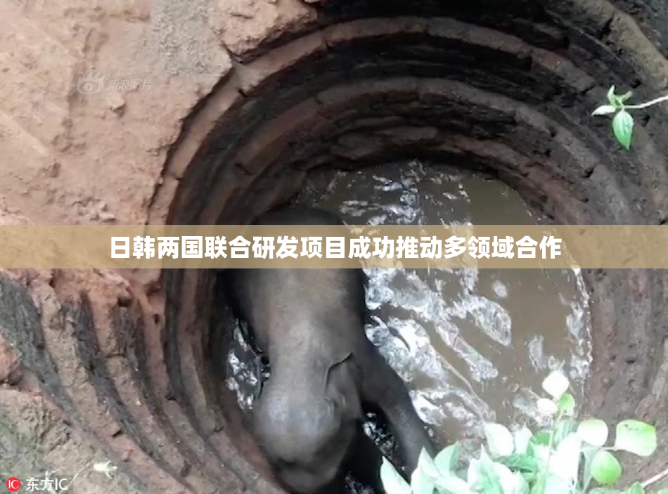 日韩两国联合研发项目成功推动多领域合作