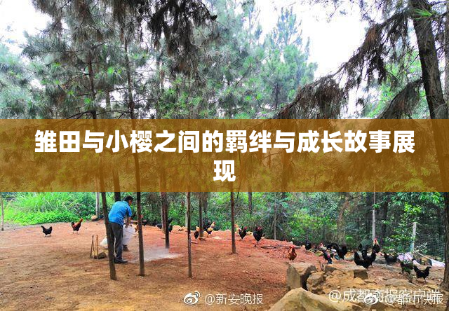 雏田与小樱之间的羁绊与成长故事展现