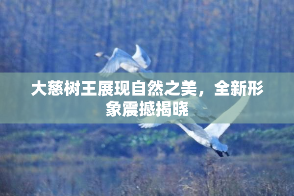 大慈树王展现自然之美，全新形象震撼揭晓