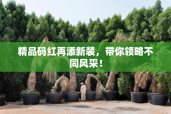 精品码红再添新装，带你领略不同风采！