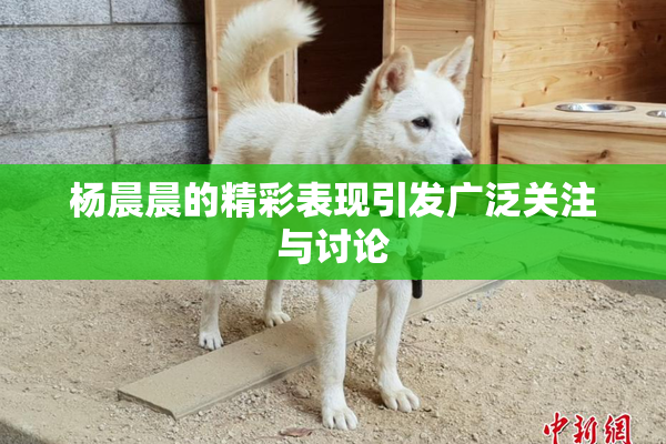 杨晨晨的精彩表现引发广泛关注与讨论