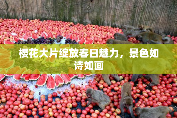 樱花大片绽放春日魅力，景色如诗如画