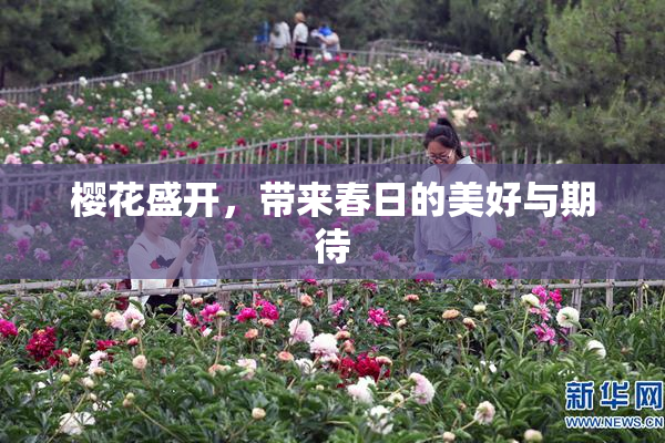 樱花盛开，带来春日的美好与期待