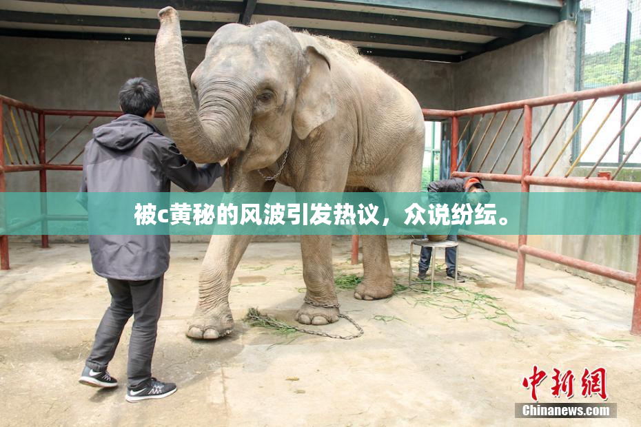 被c黄秘的风波引发热议，众说纷纭。