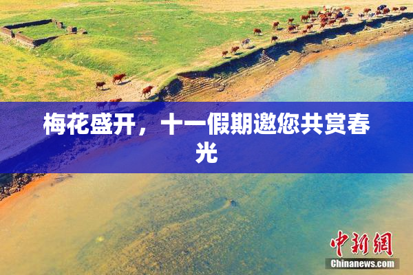 梅花盛开，十一假期邀您共赏春光