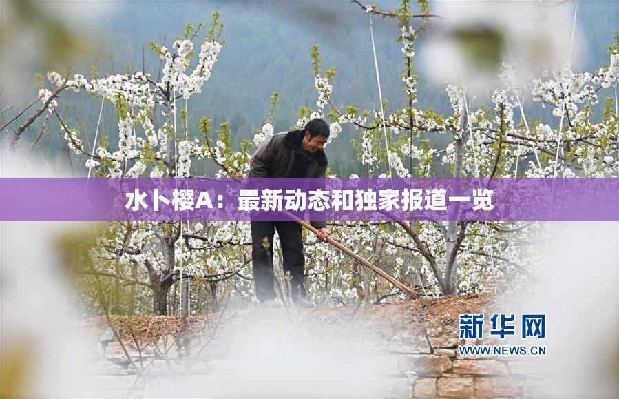 水卜樱A：最新动态和独家报道一览
