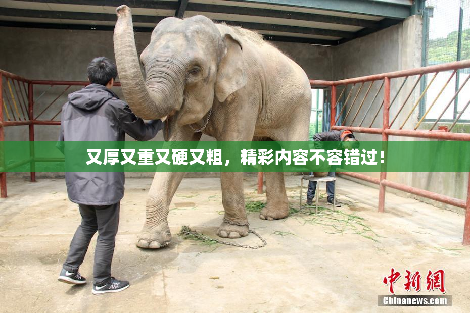 又厚又重又硬又粗，精彩内容不容错过！