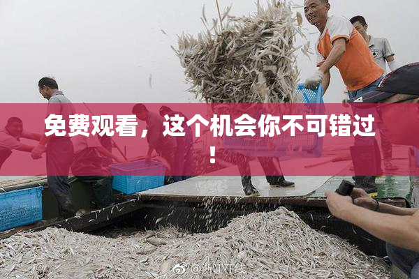 免费观看，这个机会你不可错过！