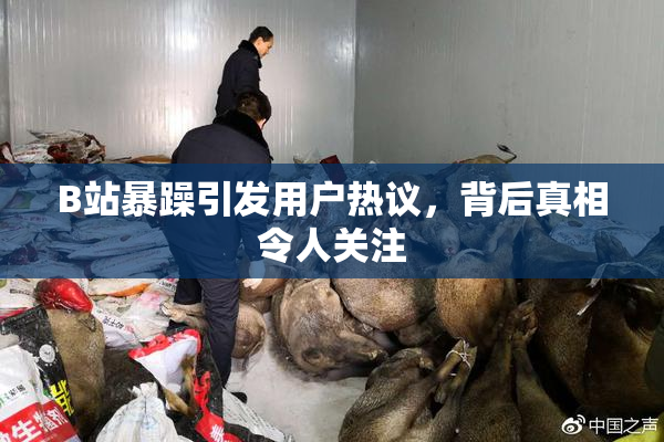 B站暴躁引发用户热议，背后真相令人关注