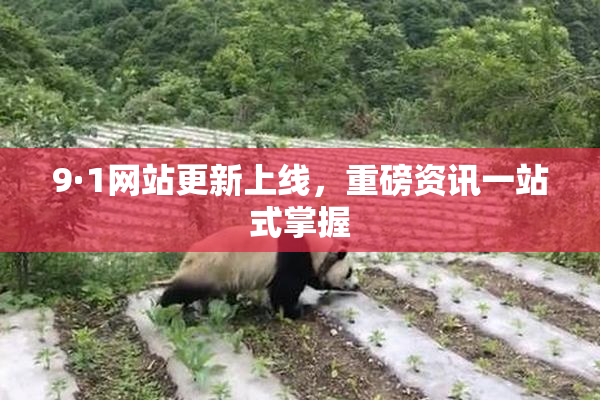 9·1网站更新上线，重磅资讯一站式掌握