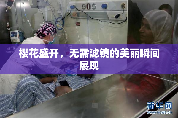 樱花盛开，无需滤镜的美丽瞬间展现