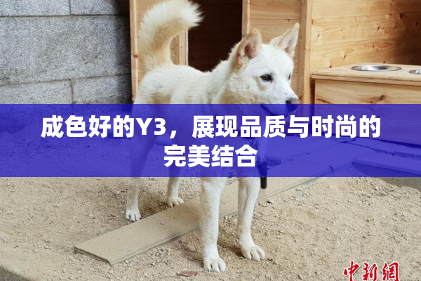 成色好的Y3，展现品质与时尚的完美结合