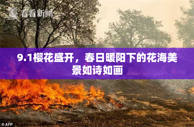 9.1樱花盛开，春日暖阳下的花海美景如诗如画
