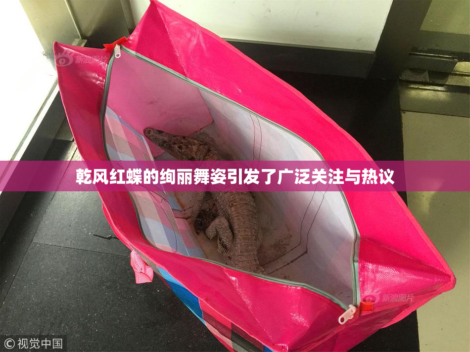 乾风红蝶的绚丽舞姿引发了广泛关注与热议