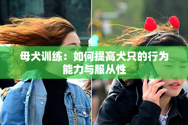 母犬训练：如何提高犬只的行为能力与服从性