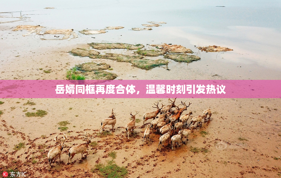 岳婿同框再度合体，温馨时刻引发热议