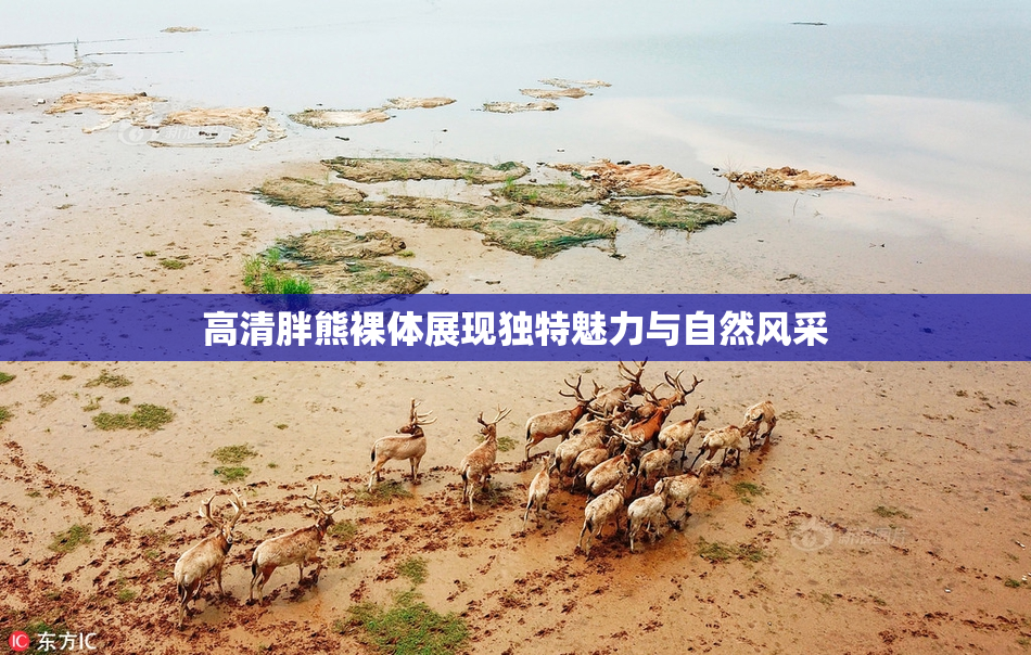 高清胖熊裸体展现独特魅力与自然风采