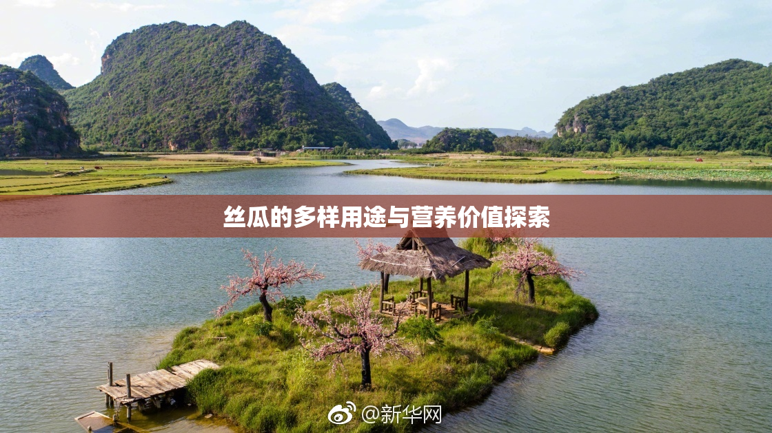 丝瓜的多样用途与营养价值探索