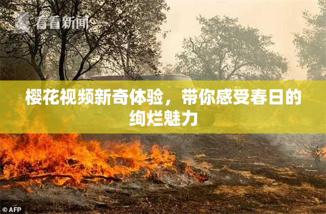 樱花视频新奇体验，带你感受春日的绚烂魅力