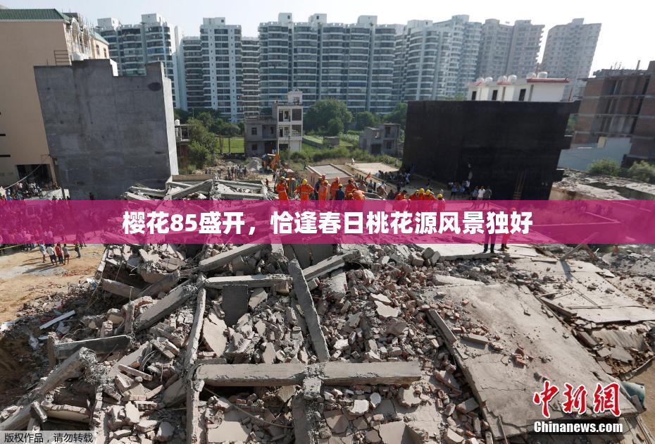 樱花85盛开，恰逢春日桃花源风景独好