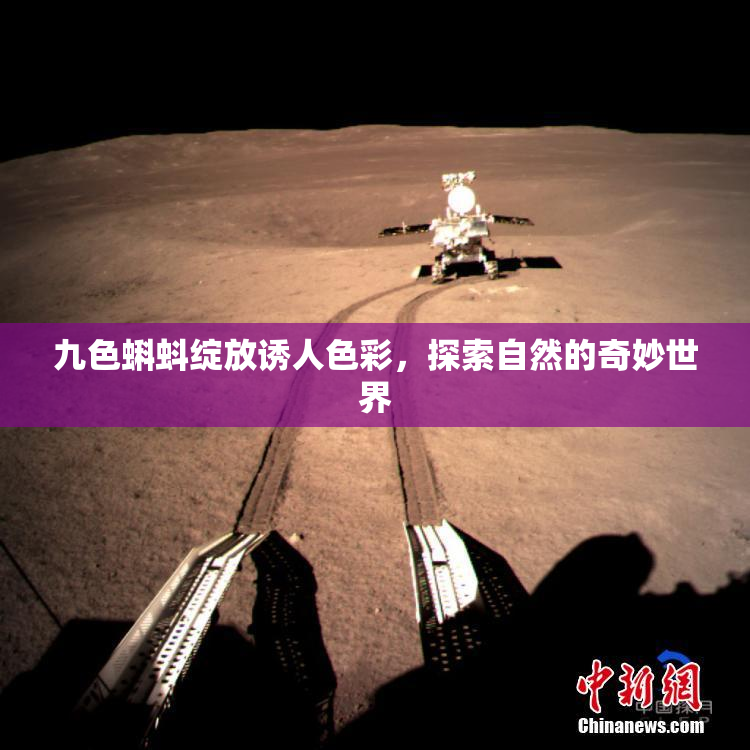 九色蝌蚪绽放诱人色彩，探索自然的奇妙世界