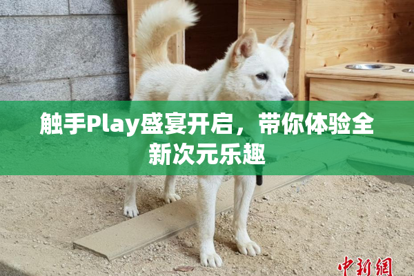 触手Play盛宴开启，带你体验全新次元乐趣