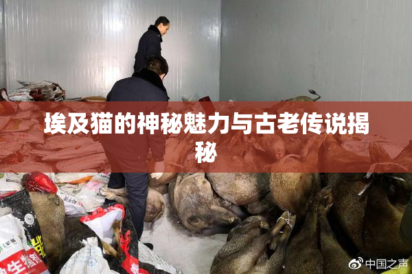 埃及猫的神秘魅力与古老传说揭秘