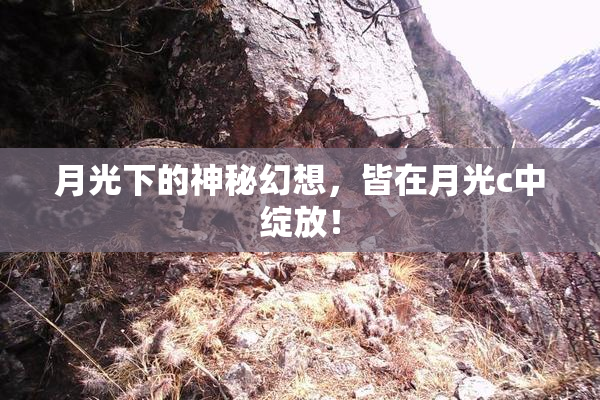 月光下的神秘幻想，皆在月光c中绽放！