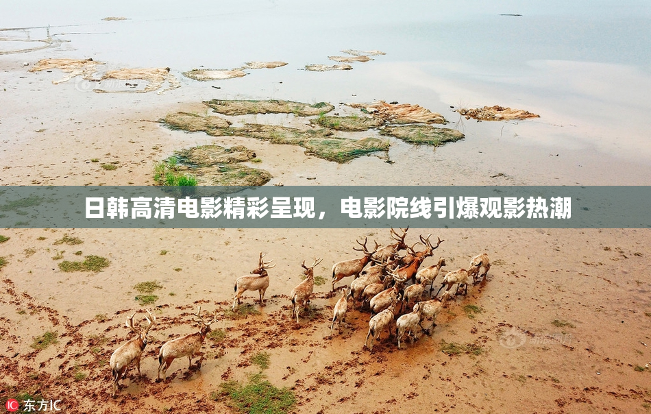 日韩高清电影精彩呈现，电影院线引爆观影热潮