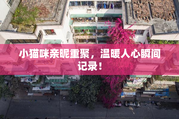 小猫咪亲昵重聚，温暖人心瞬间记录！