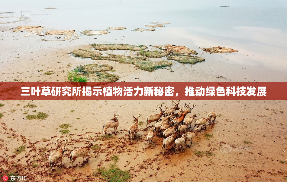 三叶草研究所揭示植物活力新秘密，推动绿色科技发展